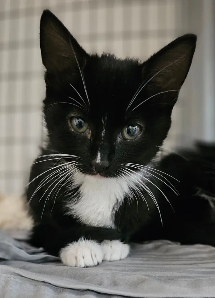 Faye - Domestic Short Hair