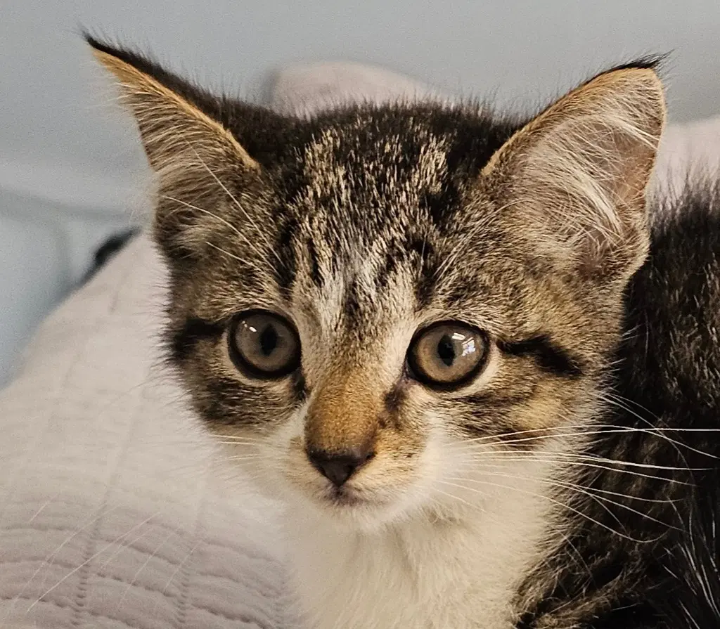 Beezus - Domestic Short Hair