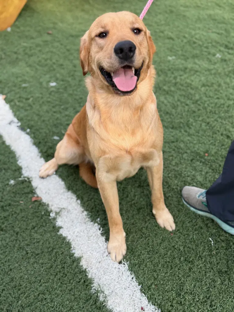 Scar - Golden Retriever