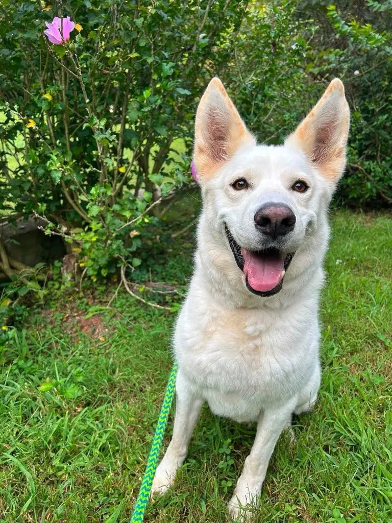 Aki - German Shepherd Dog