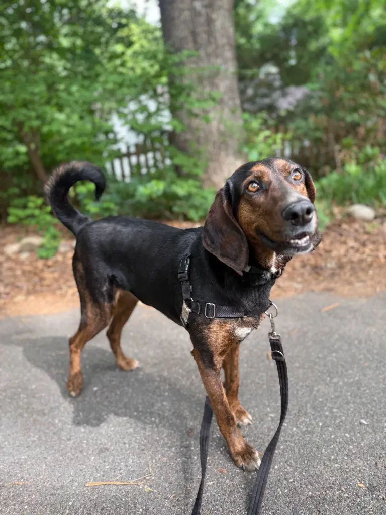 Poppy - Plott Hound