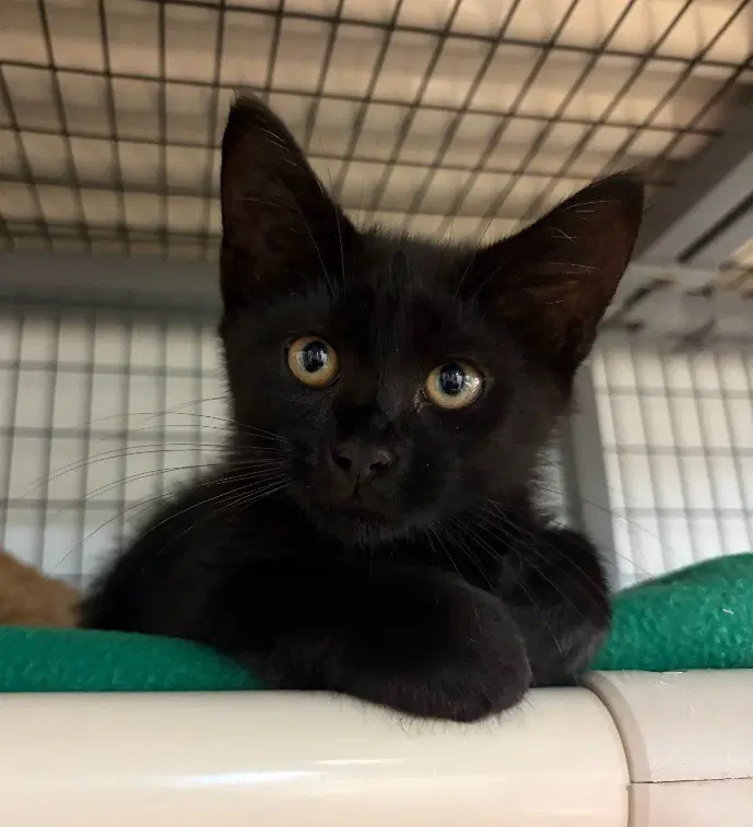 Ocean - Domestic Short Hair