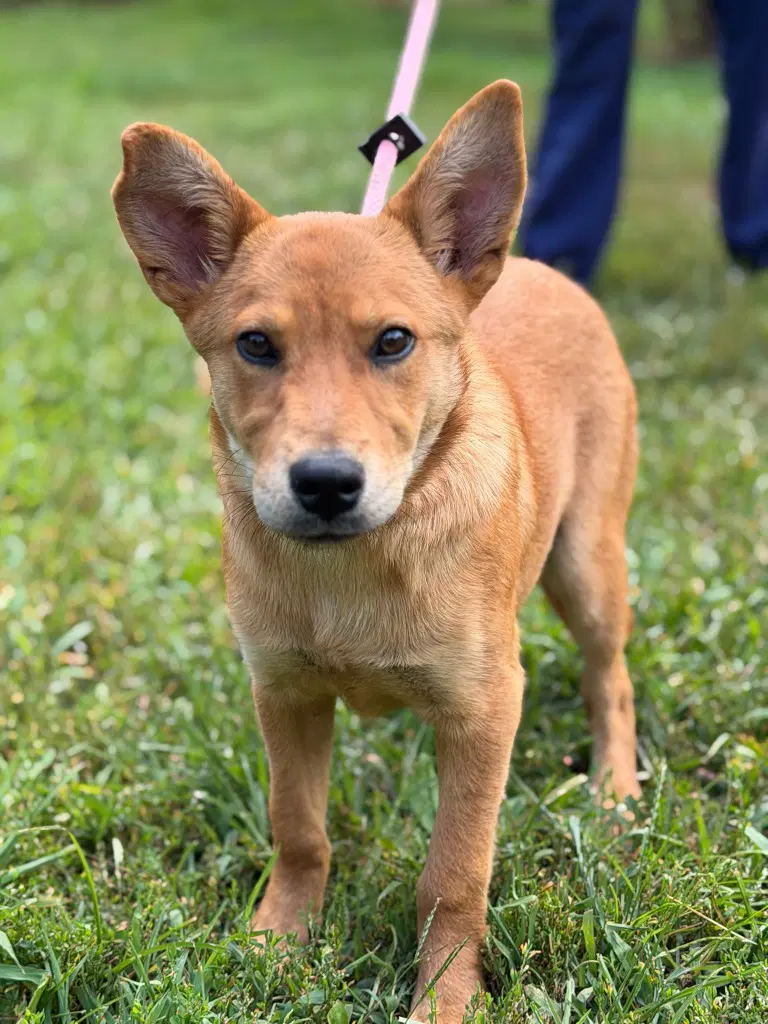 Goldie - Shepherd