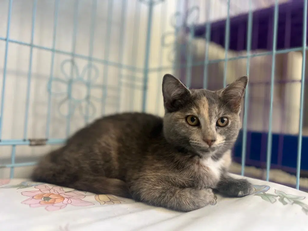 Guava - Domestic Short Hair
