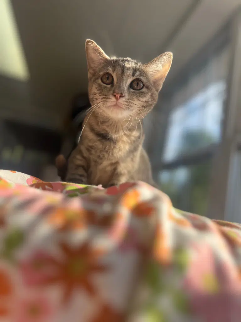 Papaya - Domestic Short Hair