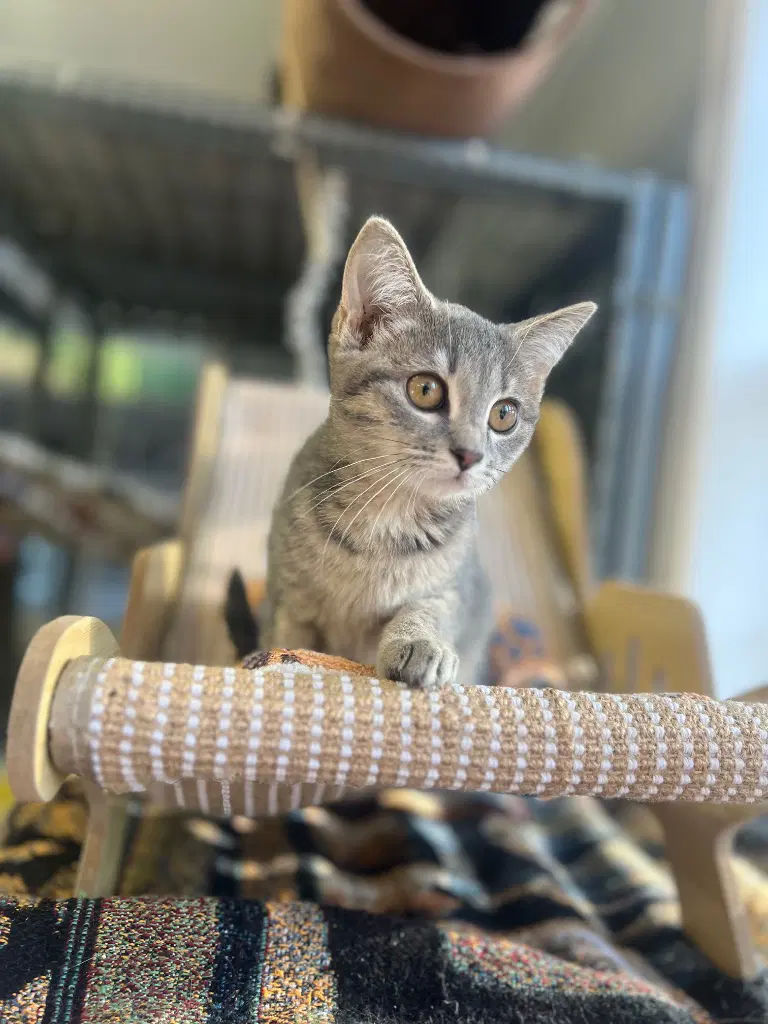 Kiwi - Domestic Short Hair