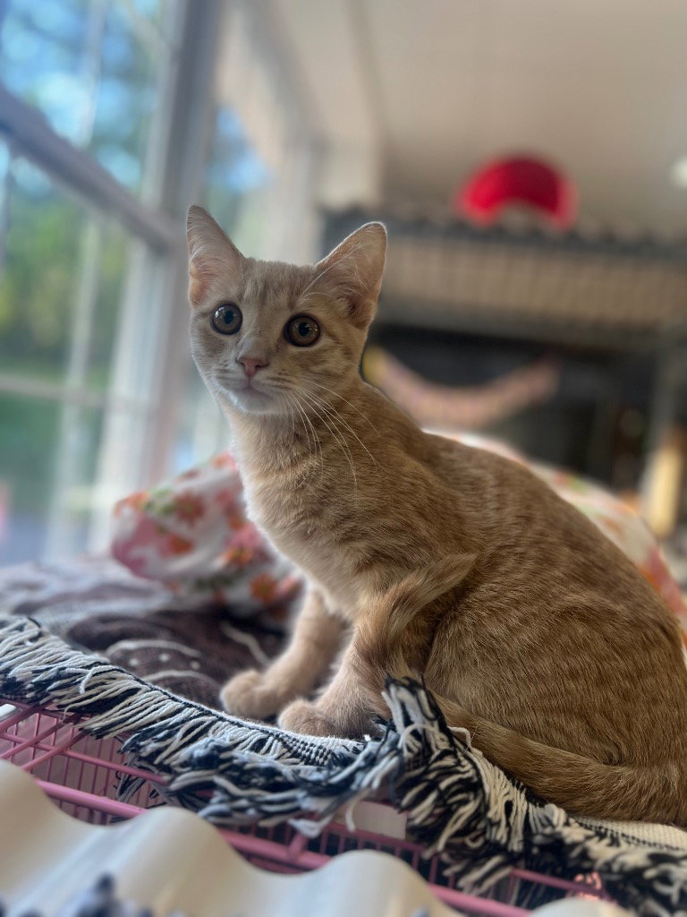 Mango, cat — photo 1 of 1