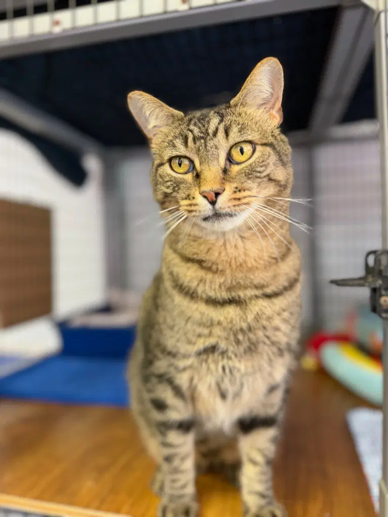 Thumbelina Lina For Short - Domestic Short Hair