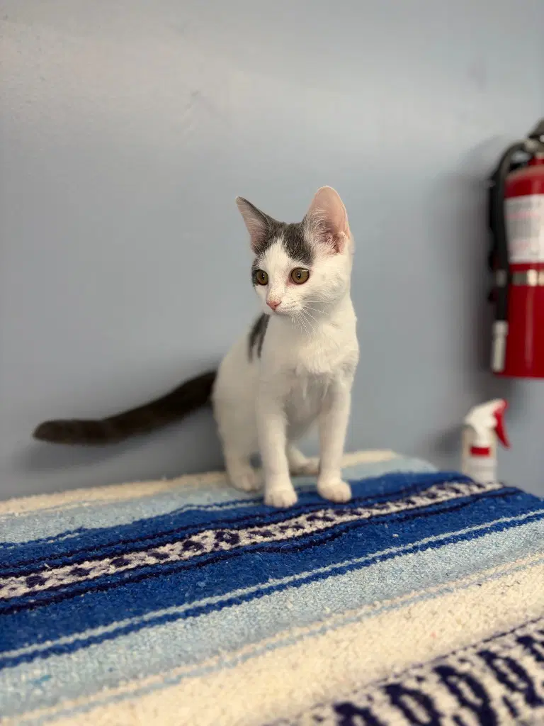 Tootsie - Domestic Short Hair