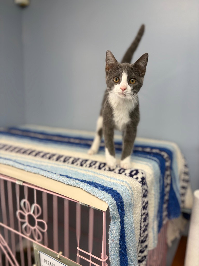 Kit Kat, cat — photo 1 of 2