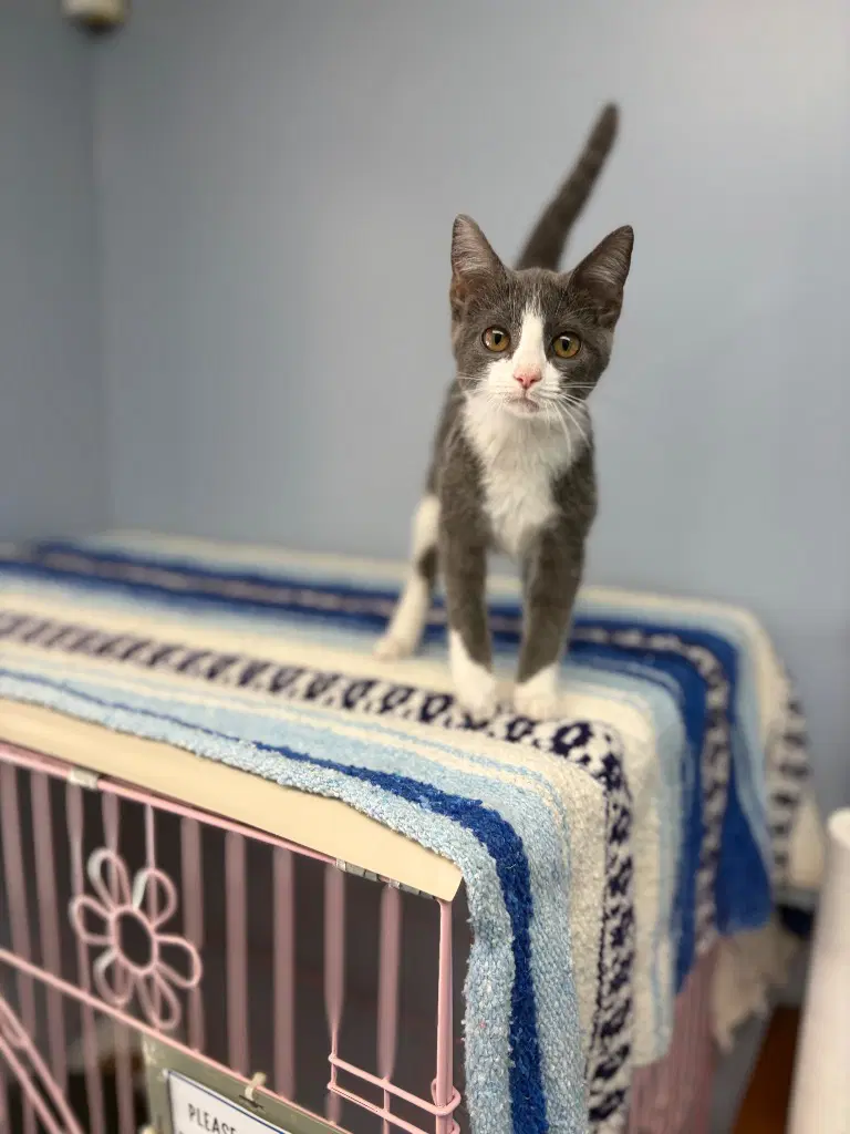 Kit Kat - Domestic Short Hair