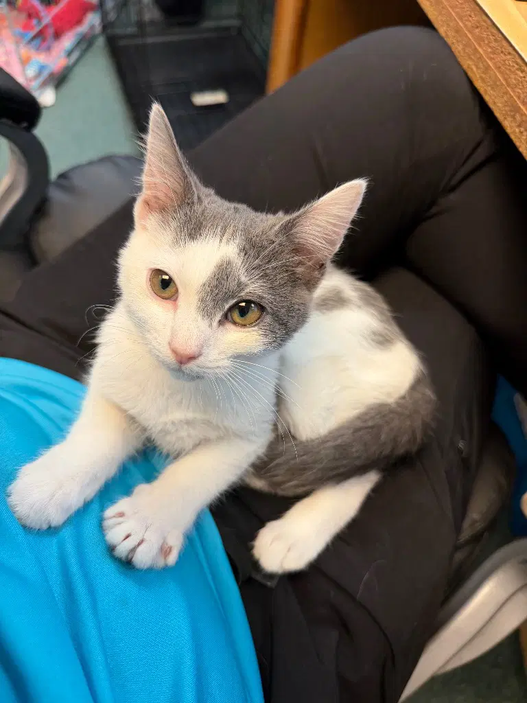 Hershey - Domestic Short Hair