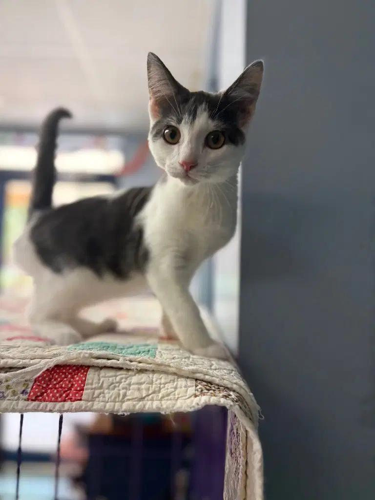 Skittles - Domestic Short Hair