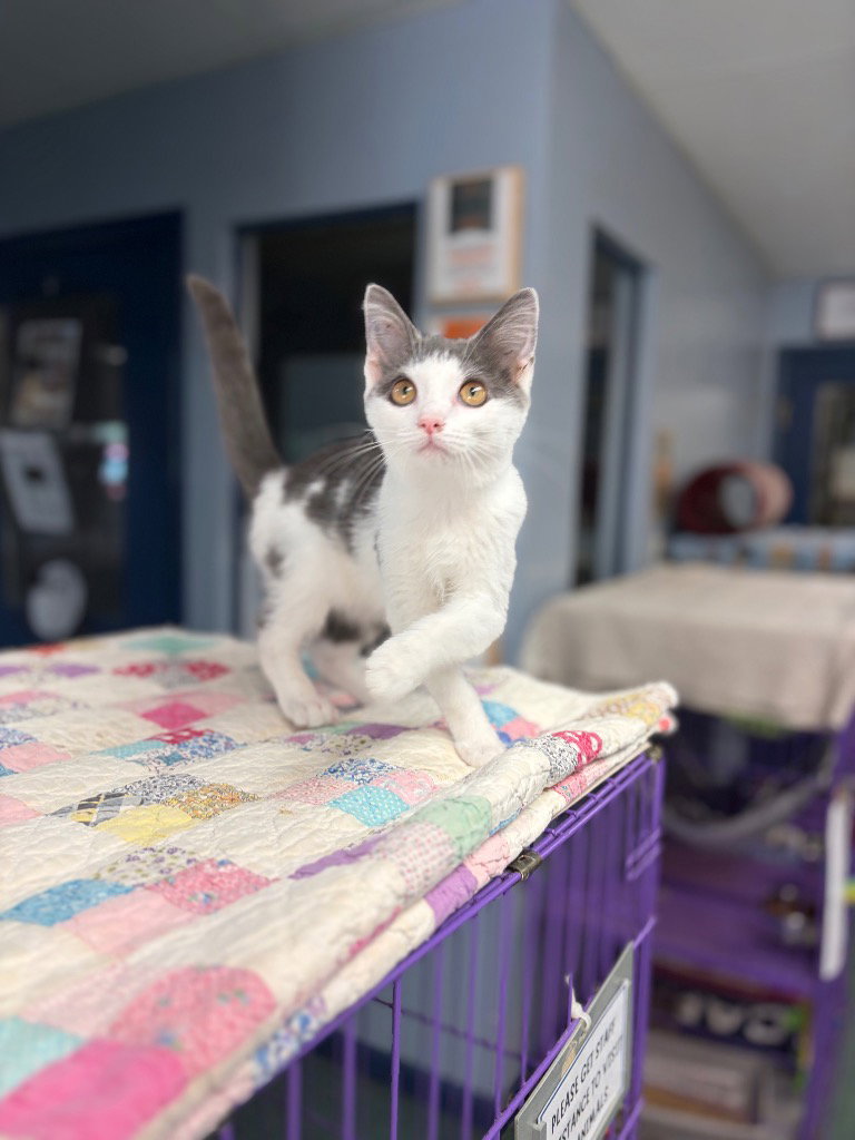 Snicker, cat — photo 1 of 1