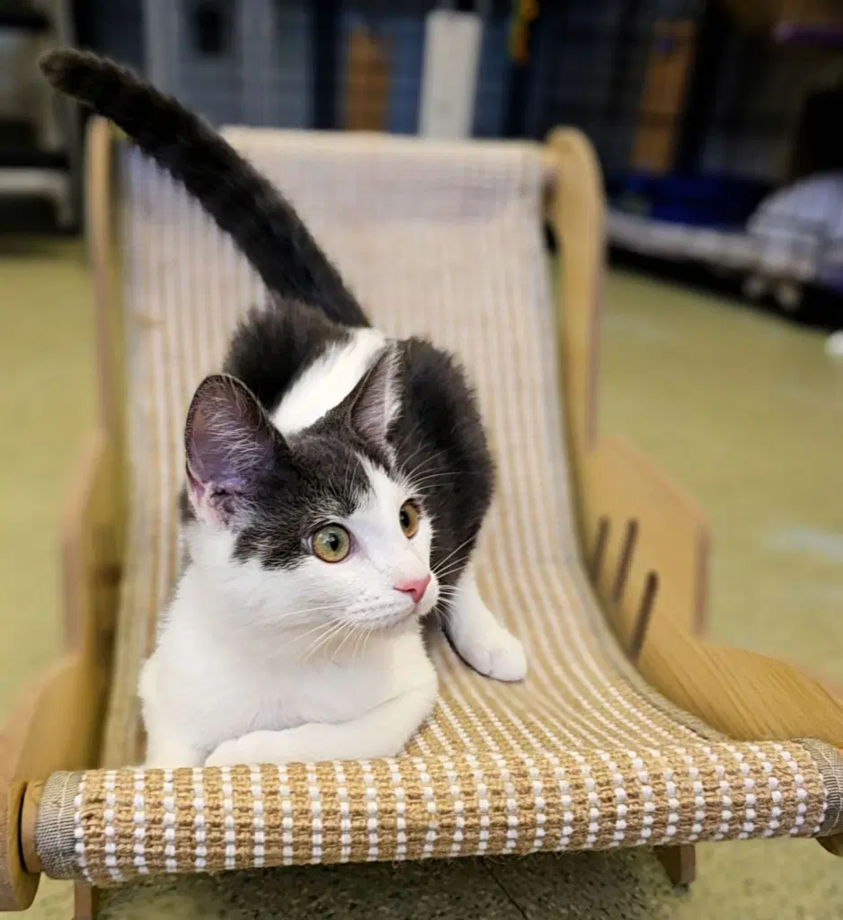 Snicker - Domestic Short Hair