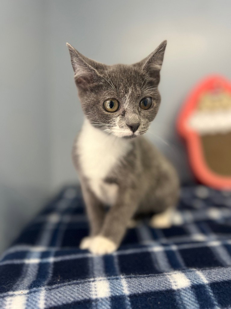 Harlo, cat — photo 1 of 3