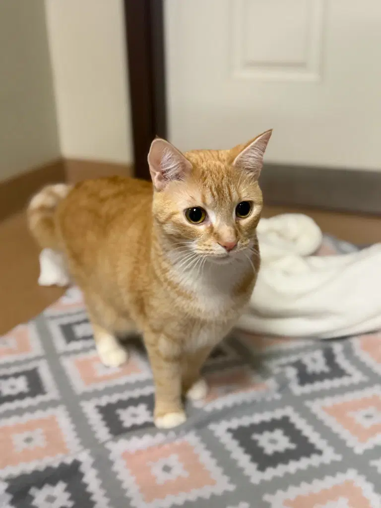 Rusty - Domestic Short Hair