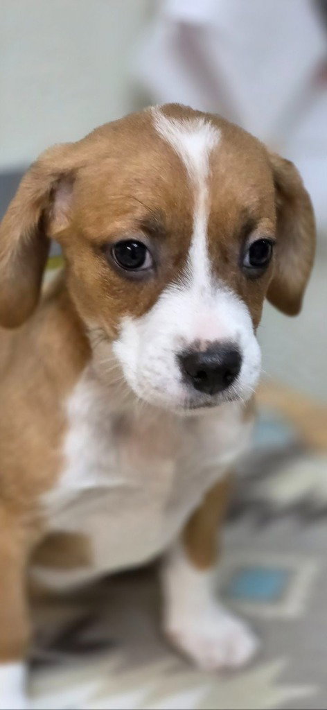 Misty, dog — photo 1 of 4