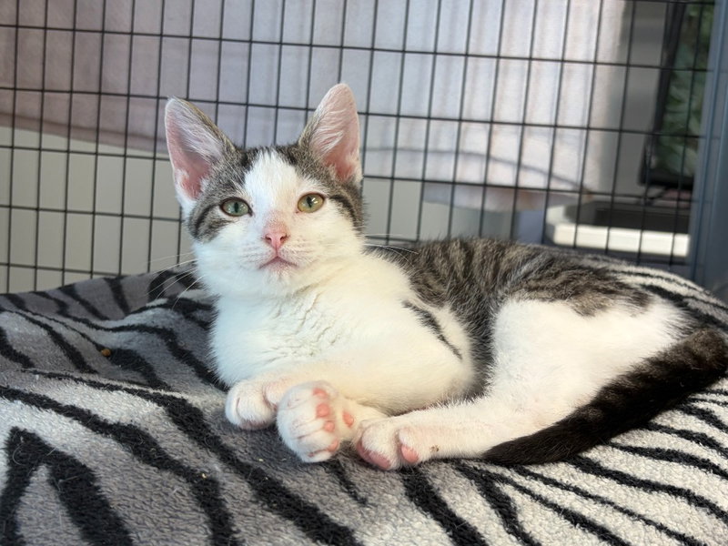 Katydid, a young male cat up for adoption