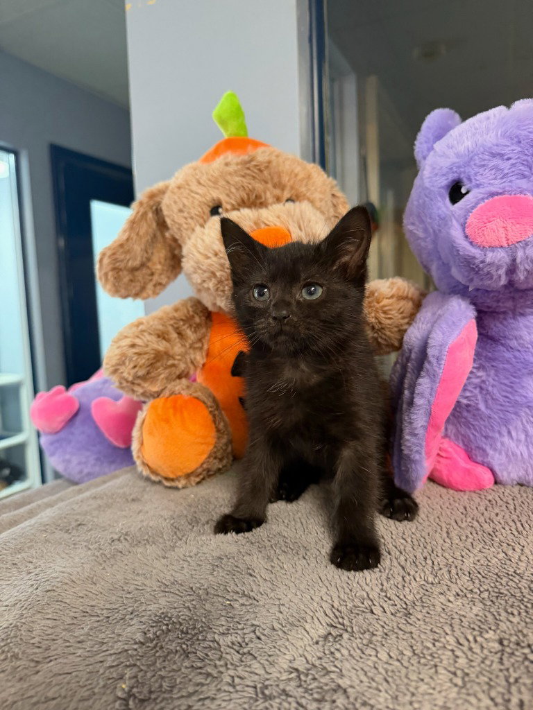 Irene, Domestic Short Hair