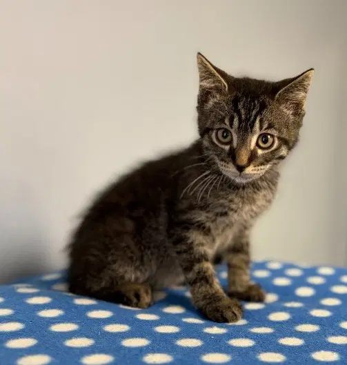 Finn - Domestic Short Hair