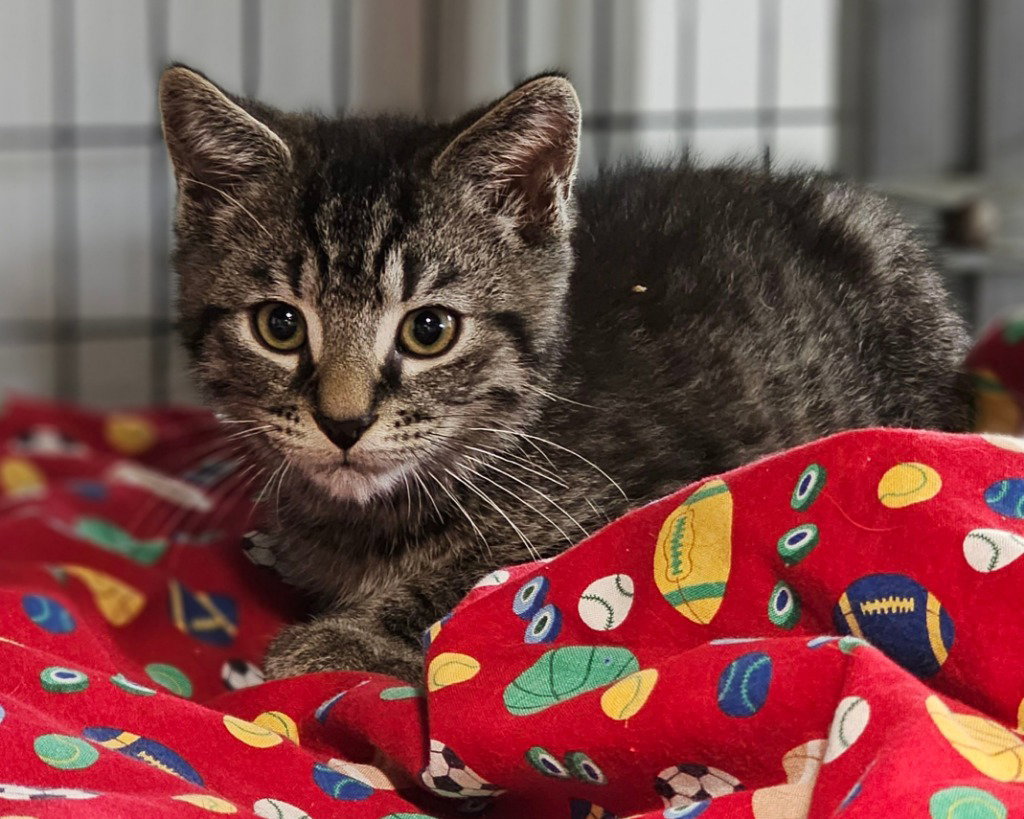 Olivia, Domestic Short Hair