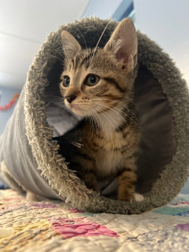 Beau, Domestic Short Hair