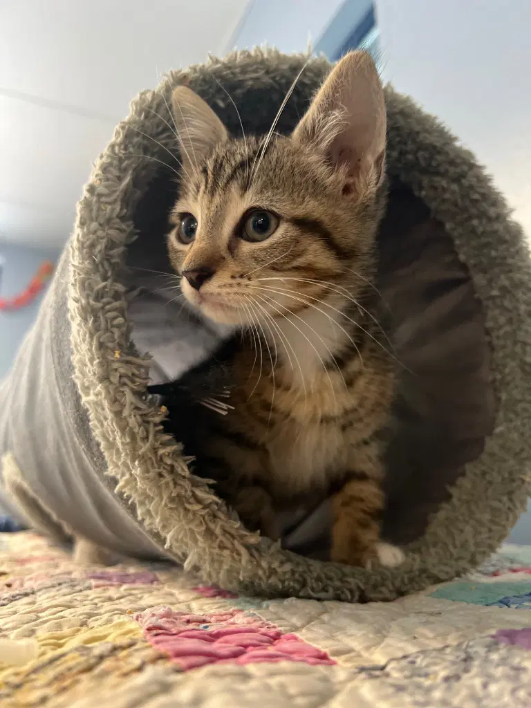Beau - Domestic Short Hair