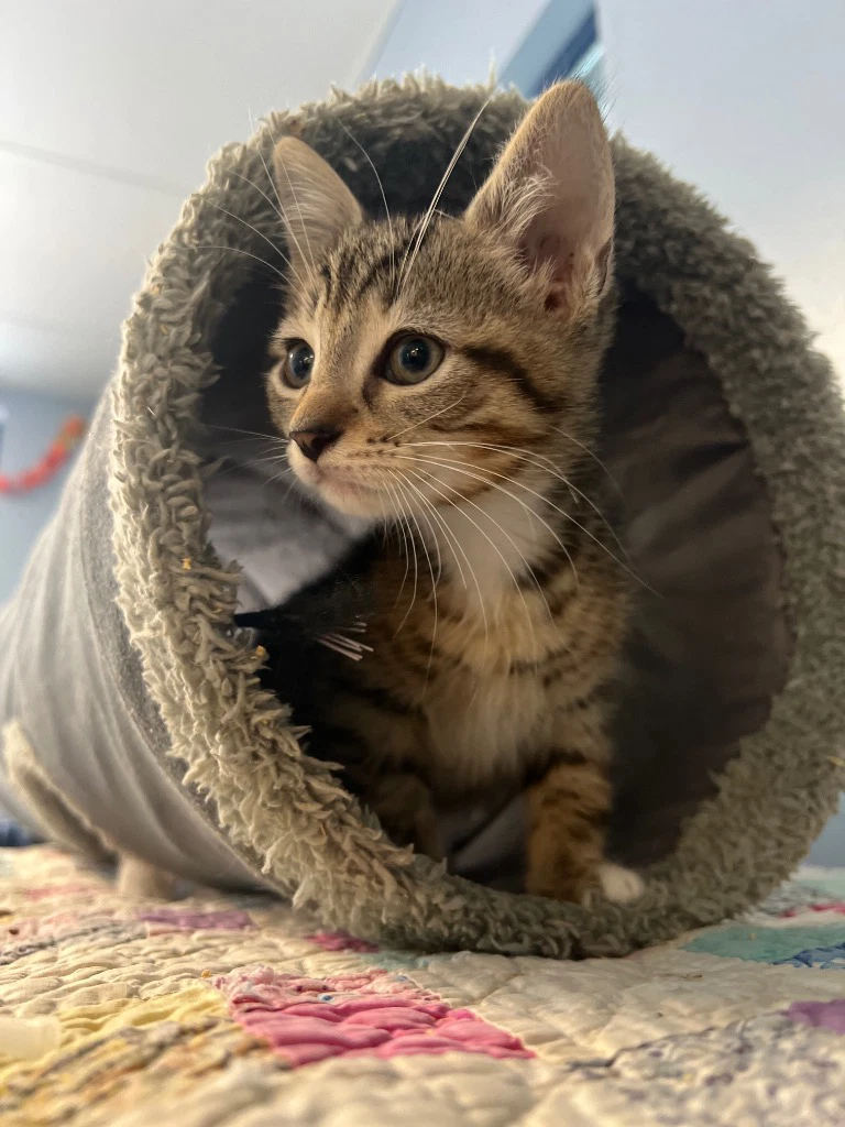 Beau
