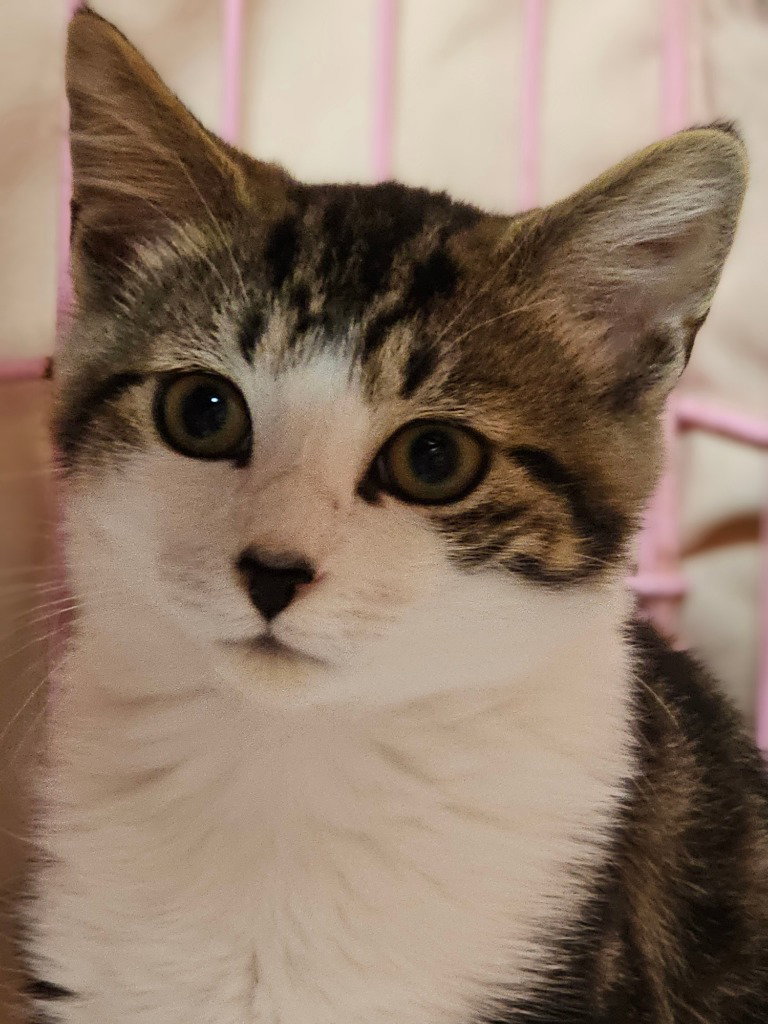 Lennon, Domestic Medium Hair