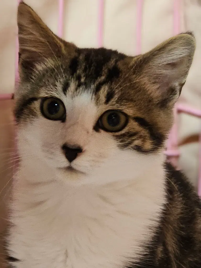 Lennon - Domestic Medium Hair