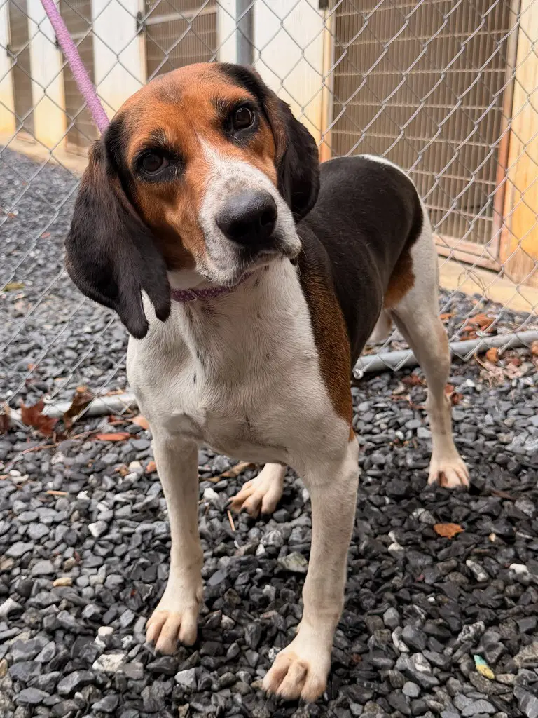 Miley - Hound