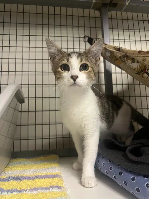 Jada - Domestic Short Hair