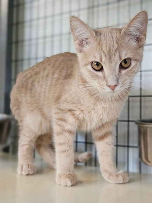 Mango, a male kitten up for adoption