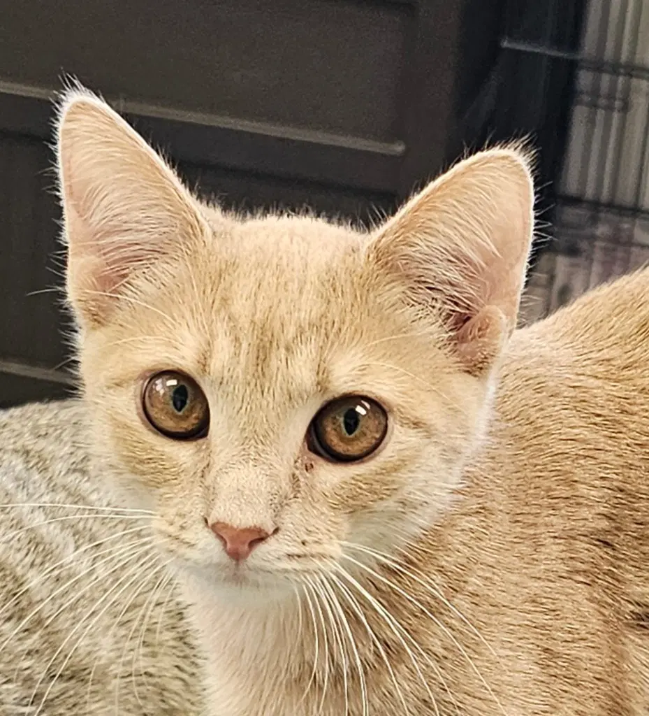 Mango image 2