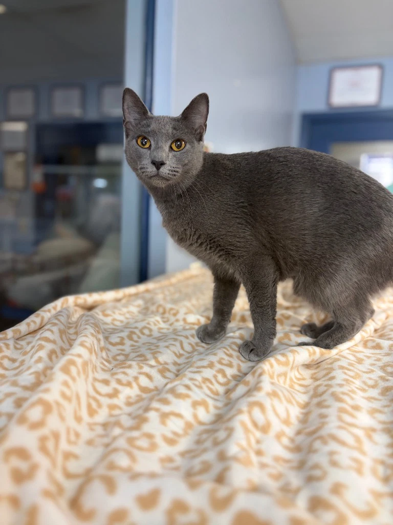 Chia