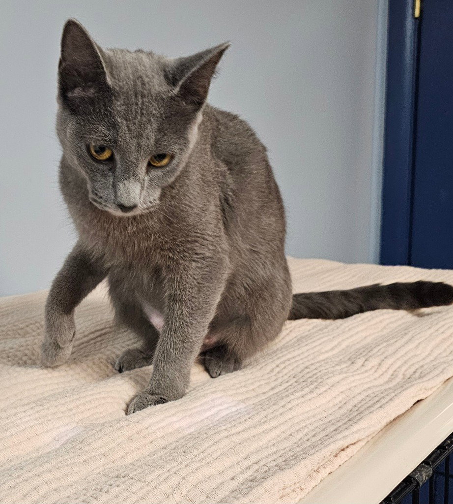 Chia, photo 4