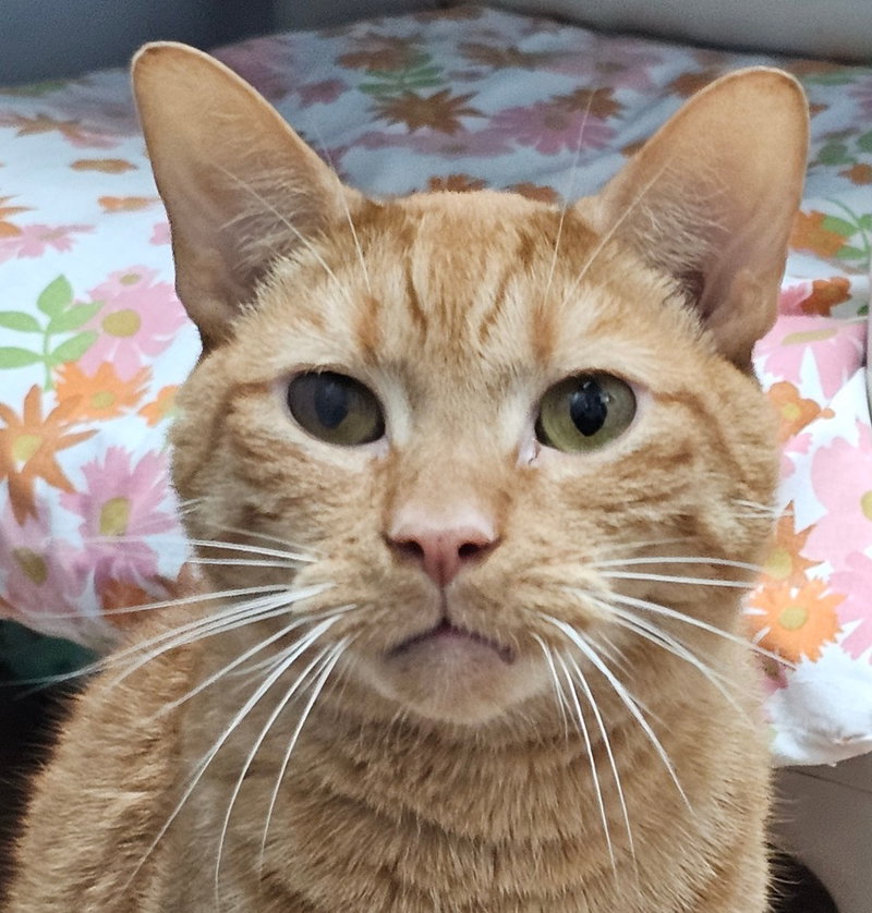 Valentine, an adult male cat up for adoption