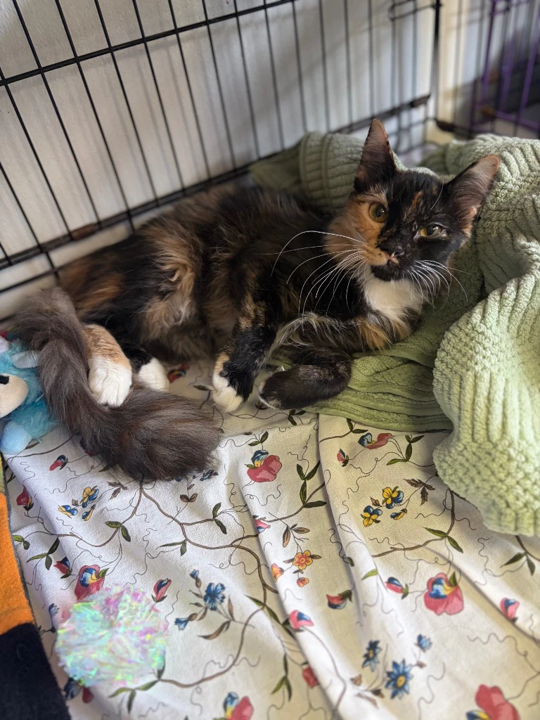 Lulu