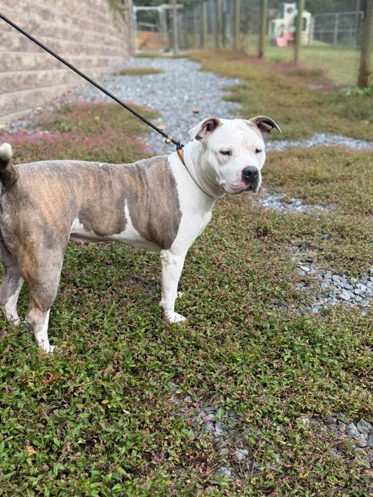 Sequoia - American Staffordshire Terrier