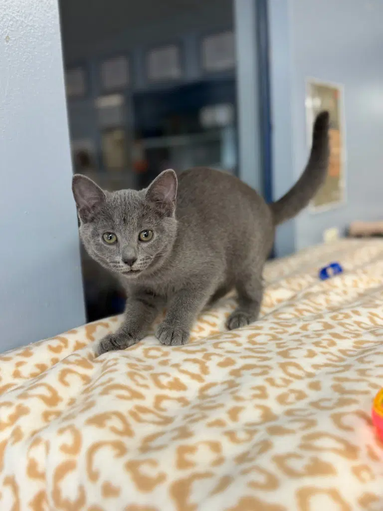Sarah - Domestic Short Hair
