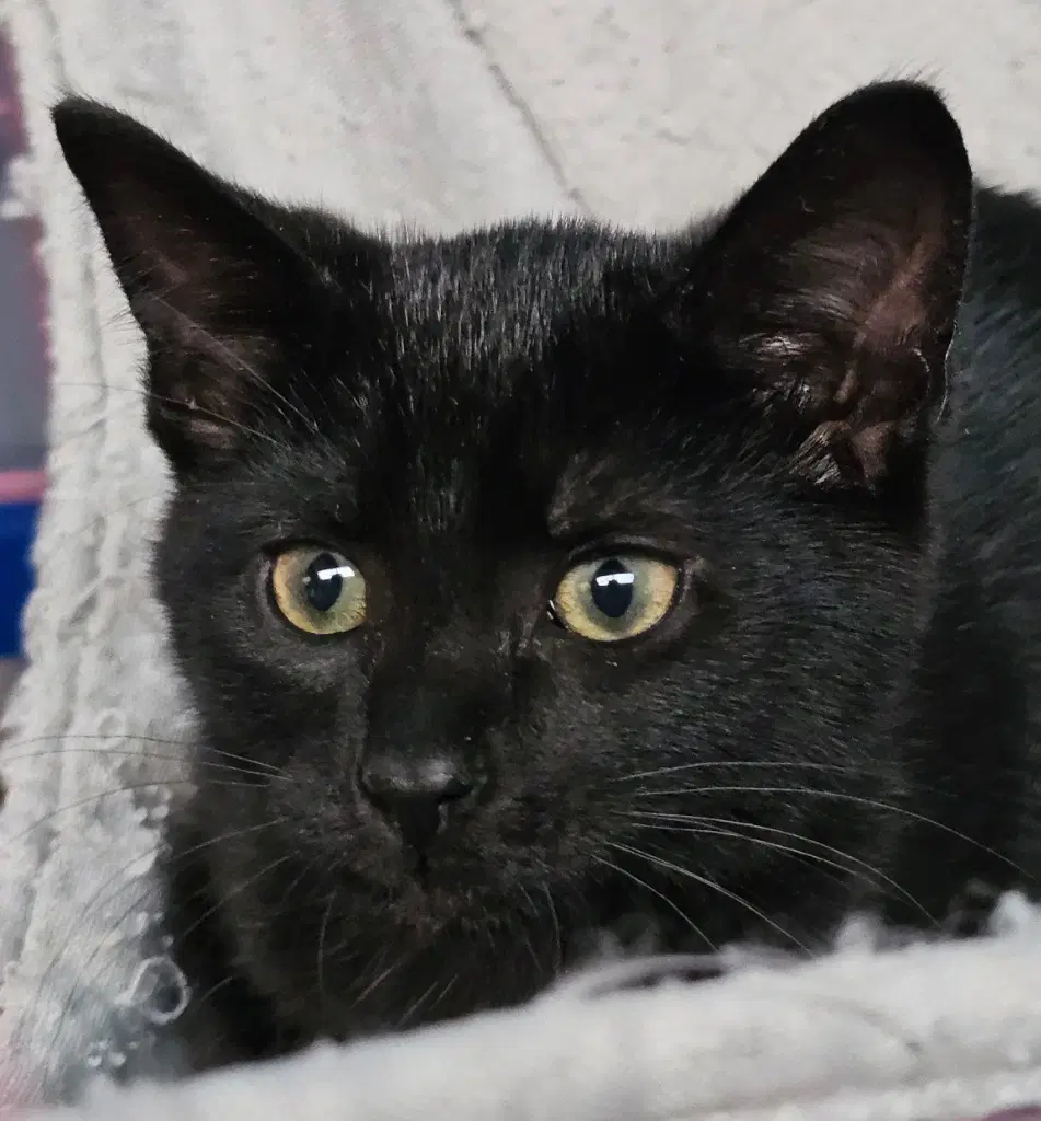 Dani - Domestic Short Hair