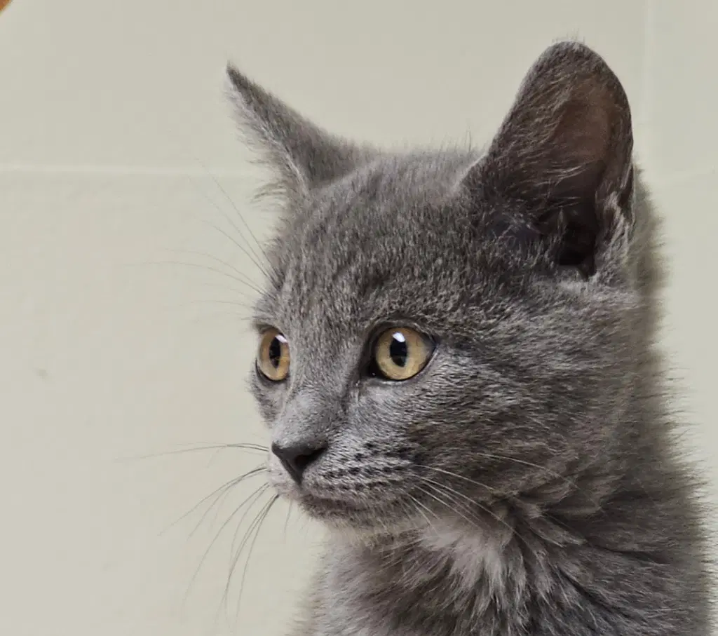 Cleo - Domestic Short Hair