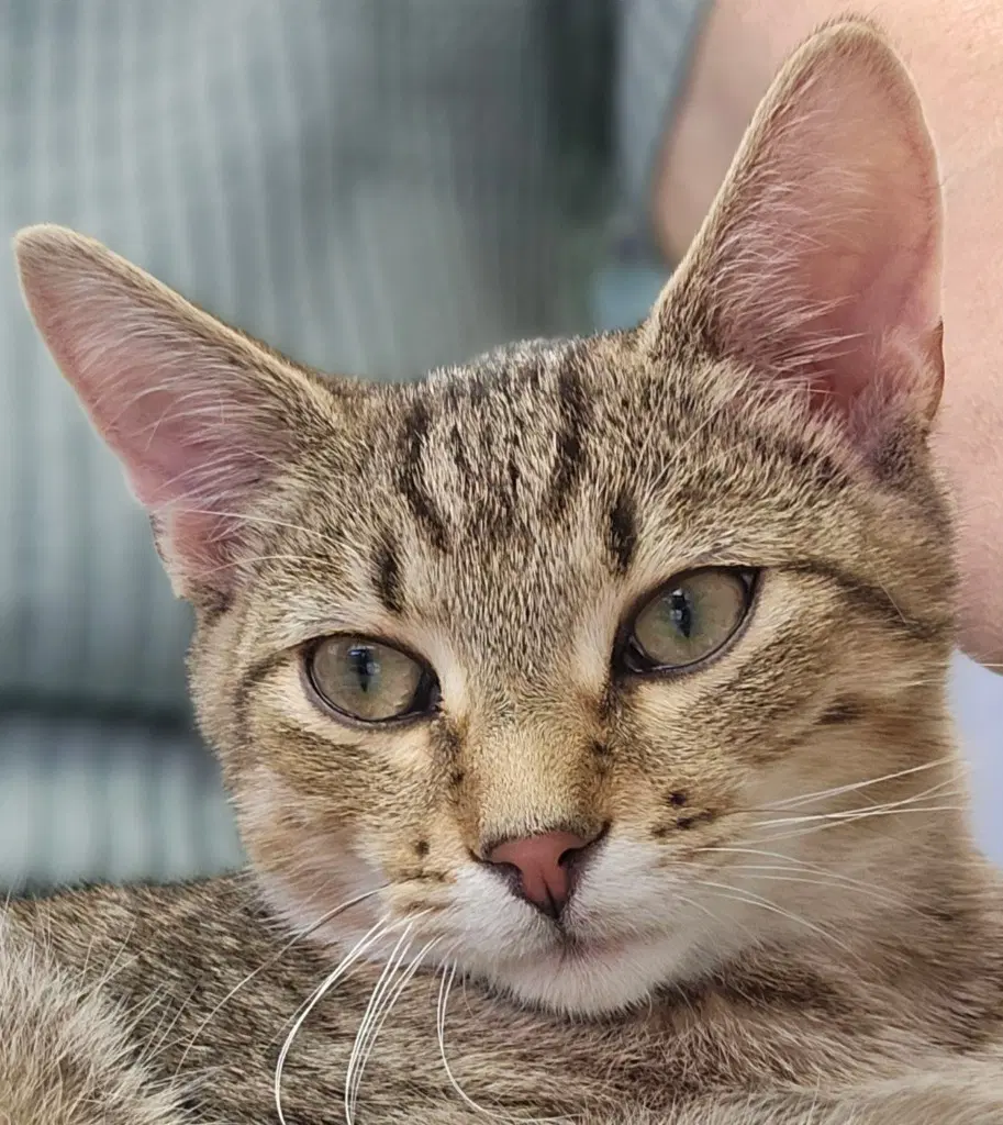 Tyler - Domestic Short Hair