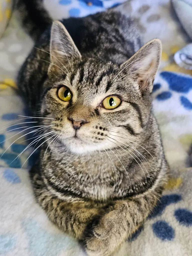 Olivia - Domestic Short Hair