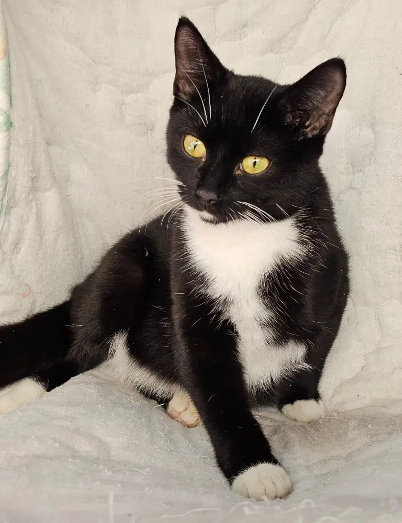 Millie Rock - Domestic Short Hair
