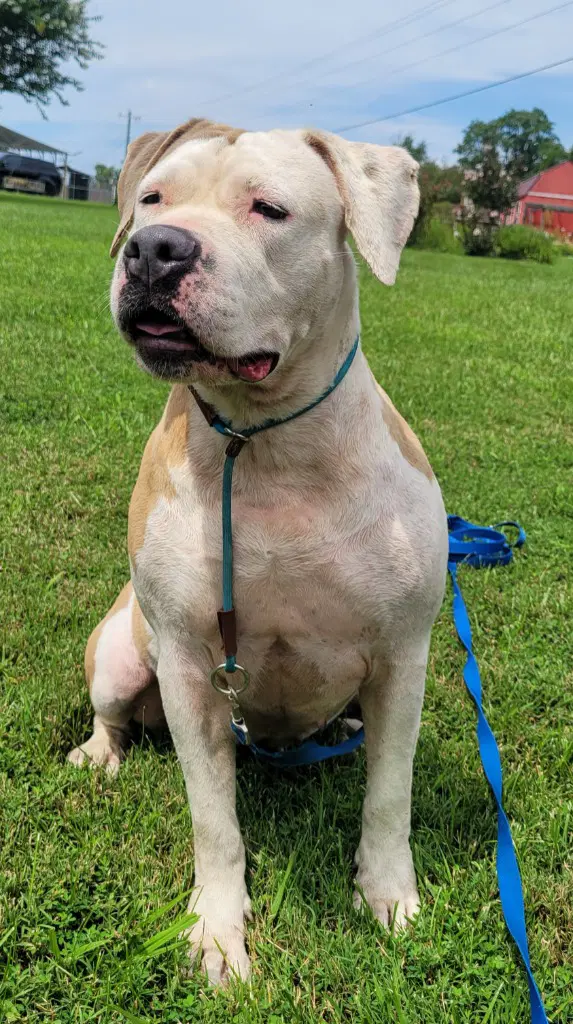 Abby - American Bulldog