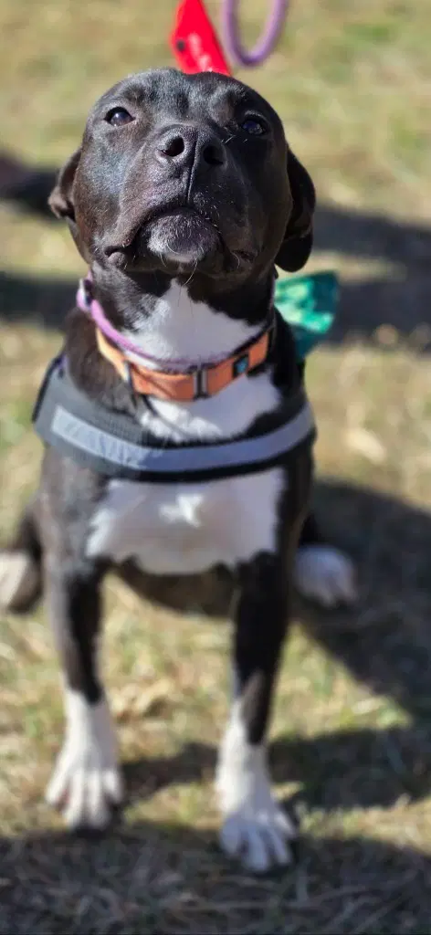 Dollar - Pit Bull Terrier