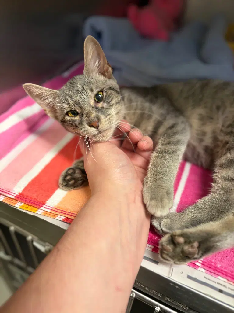 Zena - Tabby
