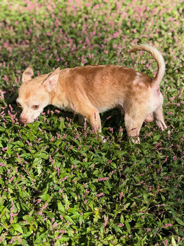 Taz - Chihuahua